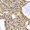 AT-rich interactive domain-containing protein 3A antibody, FNab00566, FineTest, Immunohistochemistry frozen image 