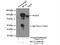 BCL6 Transcription Repressor antibody, 21187-1-AP, Proteintech Group, Immunoprecipitation image 