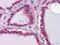 Laminin Subunit Beta 1 antibody, NBP1-51558, Novus Biologicals, Immunohistochemistry paraffin image 