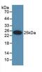 Ubiquitin D antibody, MBS2026271, MyBioSource, Western Blot image 