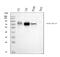 PVR Cell Adhesion Molecule antibody, M00664-2, Boster Biological Technology, Western Blot image 