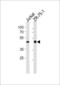 ECSIT Signalling Integrator antibody, LS-C167616, Lifespan Biosciences, Western Blot image 