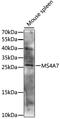 Membrane Spanning 4-Domains A7 antibody, LS-C750464, Lifespan Biosciences, Western Blot image 