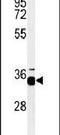 Prohibitin 2 antibody, PA5-14133, Invitrogen Antibodies, Western Blot image 