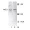 Heme Oxygenase 2 antibody, LS-C773547, Lifespan Biosciences, Western Blot image 