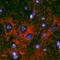 RAGE antibody, MAB11794, R&D Systems, Immunohistochemistry paraffin image 