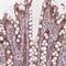 Zinc Finger Protein 471 antibody, NBP2-38092, Novus Biologicals, Immunohistochemistry paraffin image 