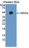 Interferon Regulatory Factor 5 antibody, LS-C372783, Lifespan Biosciences, Western Blot image 