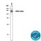 Dipeptidyl Peptidase 4 antibody, AF1180, R&D Systems, Western Blot image 