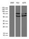 NFKB Inhibitor Epsilon antibody, LS-C795583, Lifespan Biosciences, Western Blot image 