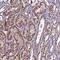 KIAA1955 antibody, PA5-59739, Invitrogen Antibodies, Immunohistochemistry paraffin image 