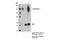 Anoctamin 1 antibody, 14476S, Cell Signaling Technology, Immunoprecipitation image 