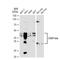 CCAAT Enhancer Binding Protein Beta antibody, GTX00915, GeneTex, Western Blot image 