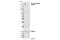 Platelet Derived Growth Factor Receptor Beta antibody, 3173T, Cell Signaling Technology, Western Blot image 