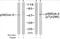 Docking Protein 2 antibody, TA310014, Origene, Western Blot image 