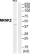 MAP kinase-interacting serine/threonine-protein kinase 2 antibody, abx015174, Abbexa, Western Blot image 
