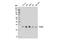 BCL2 Binding Component 3 antibody, 14570S, Cell Signaling Technology, Western Blot image 