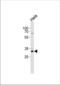 BCL-1 antibody, TA324687, Origene, Western Blot image 