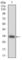 MPL Proto-Oncogene, Thrombopoietin Receptor antibody, abx011224, Abbexa, Western Blot image 