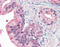 Melanotransferrin antibody, 49-987, ProSci, Immunohistochemistry paraffin image 
