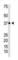 NFKB Inhibitor Alpha antibody, abx031605, Abbexa, Western Blot image 