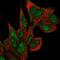 Coilin antibody, NBP2-57887, Novus Biologicals, Immunofluorescence image 