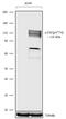 Cbl Proto-Oncogene antibody, 702365, Invitrogen Antibodies, Western Blot image 