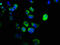 Calpain 1 antibody, CSB-PA004490LA01HU, Cusabio, Immunofluorescence image 