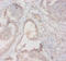 Major Histocompatibility Complex, Class II, DQ Alpha 2 antibody, LS-C285741, Lifespan Biosciences, Immunohistochemistry paraffin image 