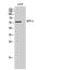 Tripartite Motif Containing 38 antibody, GTX34281, GeneTex, Western Blot image 