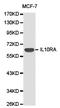 Interleukin 10 Receptor Subunit Alpha antibody, LS-C192805, Lifespan Biosciences, Western Blot image 