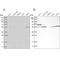 Protein Phosphatase, Mg2+/Mn2+ Dependent 1F antibody, NBP1-88206, Novus Biologicals, Western Blot image 