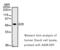 TNF Alpha Induced Protein 3 antibody, ADI-AAM-009-E, Enzo Life Sciences, Western Blot image 