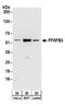 6-Phosphofructo-2-Kinase/Fructose-2,6-Biphosphatase 3 antibody, A304-249A, Bethyl Labs, Western Blot image 
