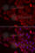 MARCKS Like 1 antibody, A7132, ABclonal Technology, Immunofluorescence image 