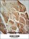 Acyl-CoA Thioesterase 11 antibody, 55-048, ProSci, Immunohistochemistry frozen image 