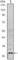 Acidic Nuclear Phosphoprotein 32 Family Member A antibody, abx010980, Abbexa, Western Blot image 