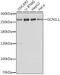 GCN1 antibody, A06097, Boster Biological Technology, Western Blot image 