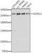 GCN1 Activator Of EIF2AK4 antibody, A06097, Boster Biological Technology, Western Blot image 