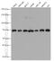 Protein Tyrosine Phosphatase Non-Receptor Type 11 antibody, 66795-1-Ig, Proteintech Group, Western Blot image 