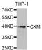 Creatine Kinase, M-Type antibody, abx006719, Abbexa, Western Blot image 