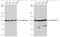 Karyopherin Subunit Beta 1 antibody, PA5-78034, Invitrogen Antibodies, Western Blot image 