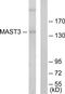 Microtubule Associated Serine/Threonine Kinase 3 antibody, TA315215, Origene, Western Blot image 