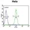 Heat Shock Protein Family A (Hsp70) Member 5 antibody, abx032388, Abbexa, Western Blot image 