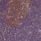 KBTBD8 antibody, NBP2-56273, Novus Biologicals, Immunohistochemistry frozen image 