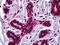 Stromal Antigen 1 antibody, 51-738, ProSci, Immunohistochemistry paraffin image 