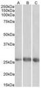 EGF Like Domain Multiple 7 antibody, NBP2-44320, Novus Biologicals, Western Blot image 