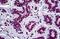 Stromal Antigen 2 antibody, MBS246117, MyBioSource, Immunohistochemistry paraffin image 