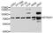 Butyrophilin Subfamily 2 Member A1 antibody, A10418, ABclonal Technology, Western Blot image 