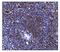 Toll Like Receptor 8 antibody, A01541-3, Boster Biological Technology, Immunohistochemistry paraffin image 